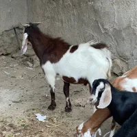 کهره نر