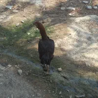 مرغ لاری ولاری افغان سالم سرحال