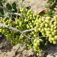 پیوند|خدمات باغبانی و درختکاری|سمنان, |دیوار
