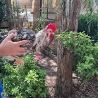 ۲ عددخروس جوان گلین سرحال