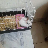 معاوضه خرگوش نر کوچولو