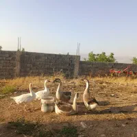 غازو قوغاز