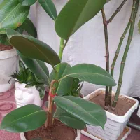 گل های آپارتمانی