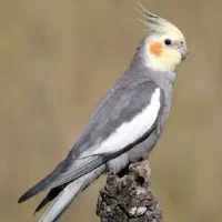عروس هلندی خیابان فرودگاه گم شده