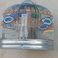 قناری بخون مست خاکی