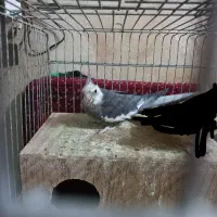عروس هلندی نر وایت