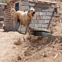 واگزاری ماده پژدر۳ساله