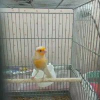 قناری موزائیکی