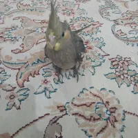 عروس هلندی رام