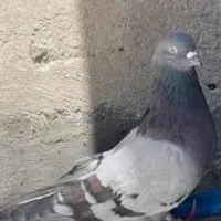 کبوتر