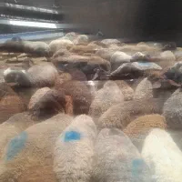 تعداد۷۰رآس میش و۶۶رآس بره