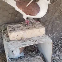 پشت سرخ و زرد