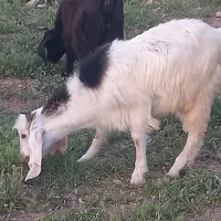 بی چاق