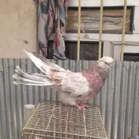 کبوتر نوک قنار