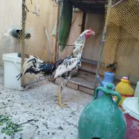 خروس لاری جوان