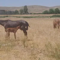 ۳ عدد اسب