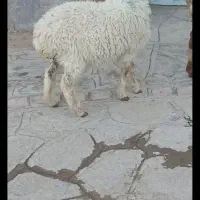 دو تا بز و یه بره ماده. ارزن سرا