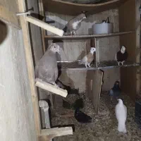 تعدادی کفتر بجز پلاکی
