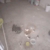 مرغ و جوجه گلین