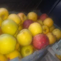 سیب پادرختی لواشک و برگه