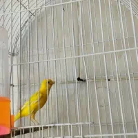 قناری|پرنده|اصفهان, باغ زرشک|دیوار