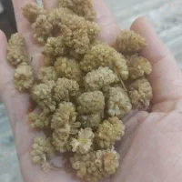 توت خشک