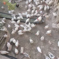 جوجه مرغ و خروس