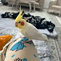 عروس هلندی سخنگو