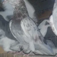 کبوتر نر پرشی سرور