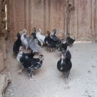 جوجه مرغ گلین