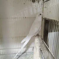 عروس هلندی مرغ عشق