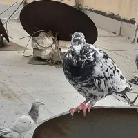 کفتر تهرانی پلاکی قزوینی سرور