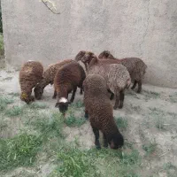 ۵ عدد بره ماده قلمدار واکسن خورده