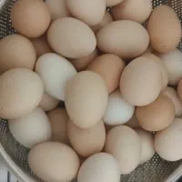 تخم مرغ محلی