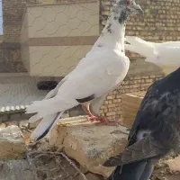 کبوتر دورگ رنگی 10تاپرشی