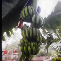 نهال موز سردسیری