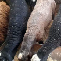 فروش ۱۱ بره نر سیاه کبودچاق سرکدار کم شکم کم دنبه