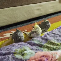 طوطی عروس