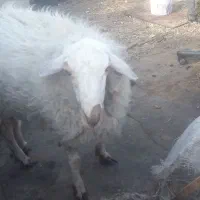 گوسفند خونگی با بهتیرن گوشت نر جوان