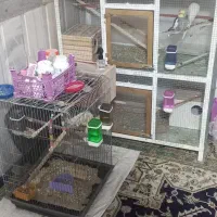عروس رو تخم و جوجه