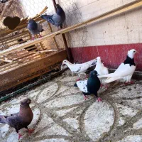 کبوتر تقش و پرشی