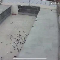 نیازمند کارگر جوان با جای خواب و غذا