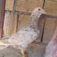 کبوتر نر و دوتا ماده سرور دورگ پلاکی
