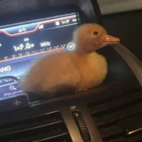 جوجه اردک