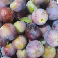 آلو سیاه درجه یک درشت