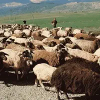 گوسفند زنده جهت قربانی .عقیقه ..برای مراسمات