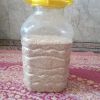 کتون