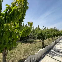 فروش-باغ-شرایط-چک-و-نقد