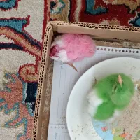 واگذاری دو تا جوجه رنگی باهم