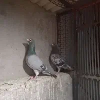 کبوتر